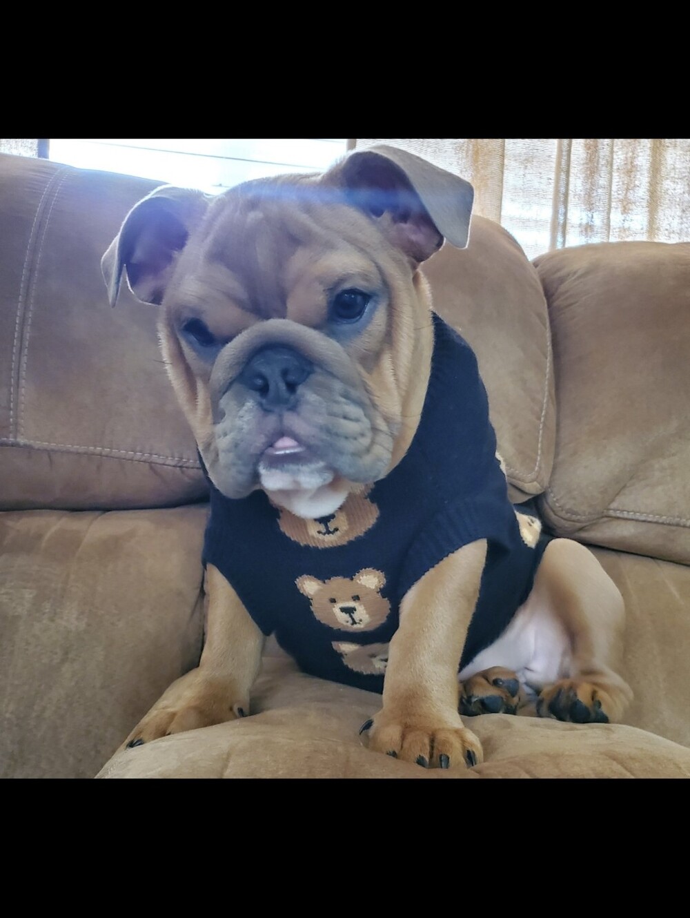 Spark Paws - Picture 7 of 7